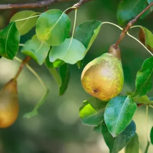 plain pear fruit