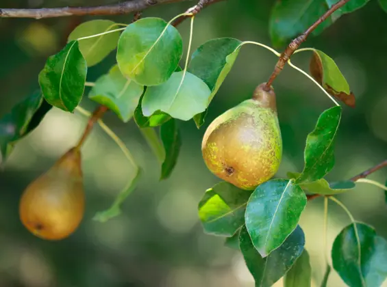 plain pear fruit