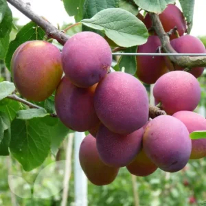 plum Jubilee St Julien