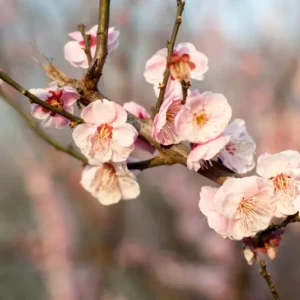 plum-blossom